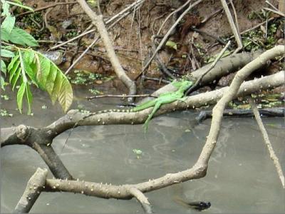 Rio Frio Nicaragua Jesus Christ Lizzard.JPG