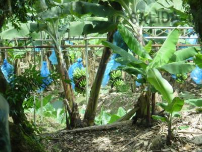 Road to Arenal Bananas in blue bags1.JPG
