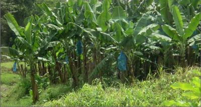 Road to Arenal Bananas in Blue bags2.JPG