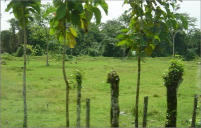 Road to Arenal Living Fence.JPG