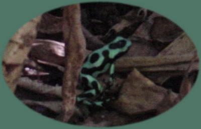 Road to Arenal Poison Dart Frog.jpg
