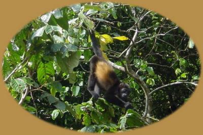 Tortugera Animal Cruise Howler Monkey 2.JPG