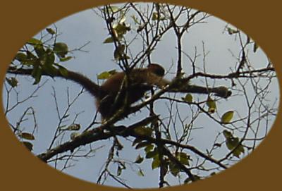 Tortugera Animal Cruise Howler Monkeys 4.JPG