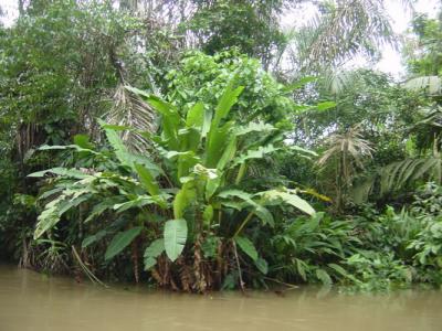 Tortuguera return Boat 019.jpg