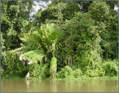 Tortuguera Animal Cruises 19.JPG