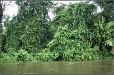 Tortuguera Animal Cruises 21.JPG