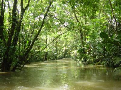 Tortuguera Animal Cruises 30.JPG