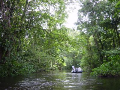 Tortuguera Animal Cruises 37.JPG