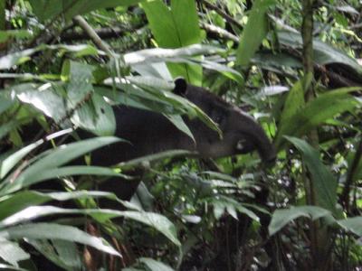 Tortuguera Animal Cruises Tapir adult.JPG