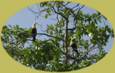 Tortuguera Animal Cruises Toucans.JPG