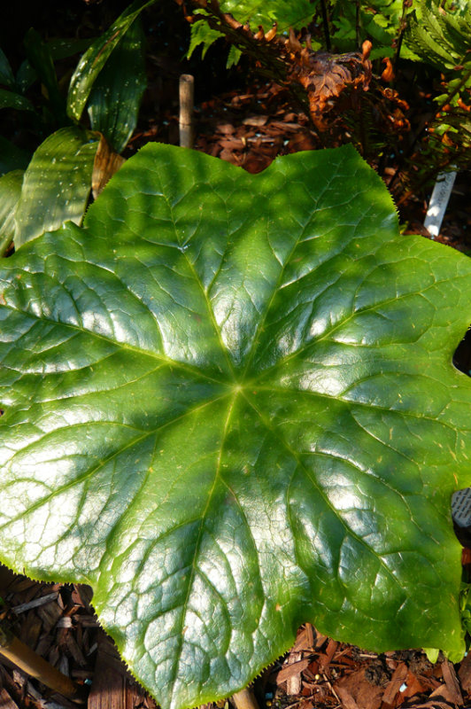 Podophyllum pleianthum