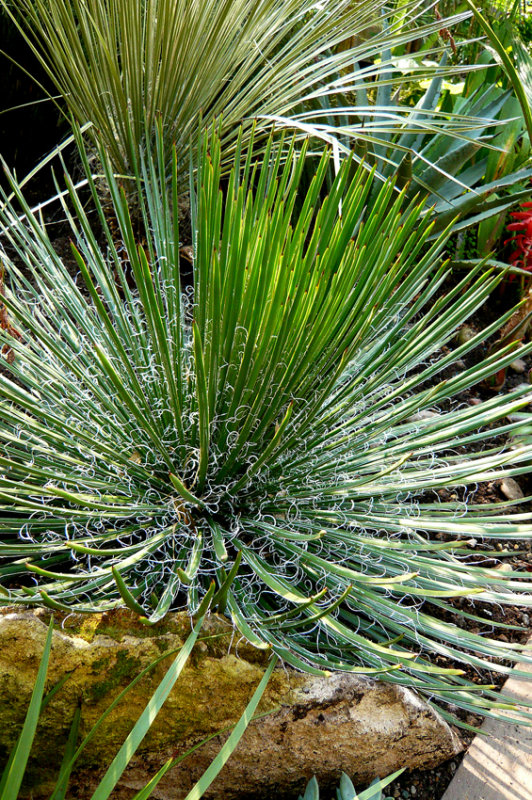 Agave Geminiflora