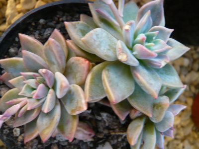 Echeveria Alpina