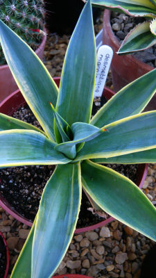 Agave desmetiana Marginata