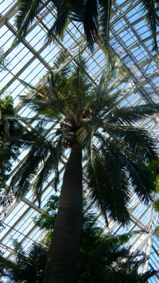 The Temperate House Jubaea chilensis