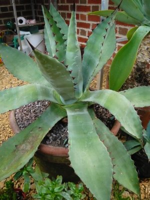 Agave durangensis 08