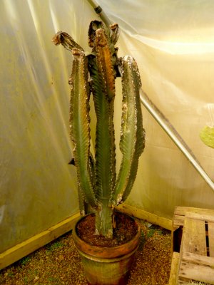 February 2009 (rotted Euphorbia)