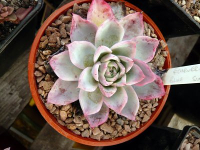 Echeveria 'blue wonder'