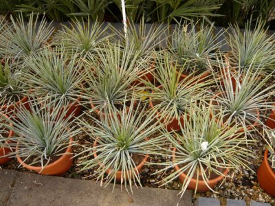 Agave Stricta