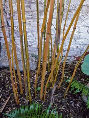 Phyllostachys aureosulcata Spectabilis