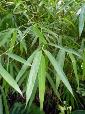 Yulongshanensis leaf detail