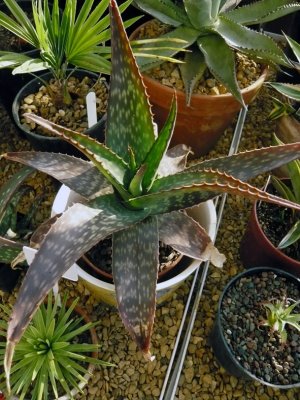 Aloe Maculata