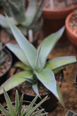 Agave Guingola