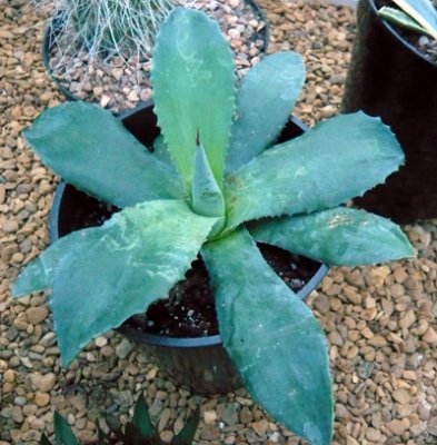 Agave Ovatifolia