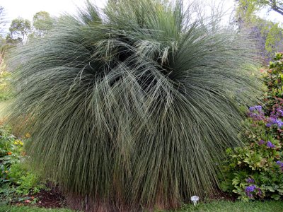 Xanthorrhoea Australis