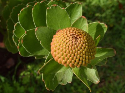 Protea flower bud