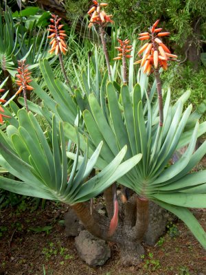 Aloe Plicata