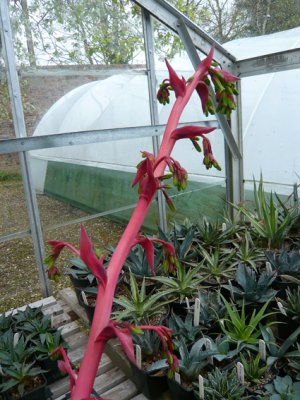 PGP greenhouse
