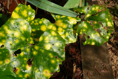 Farfugium japonicum 'Aureo maculatum'