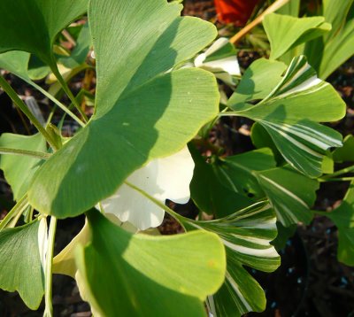 Gingko Biloba 'variegata'