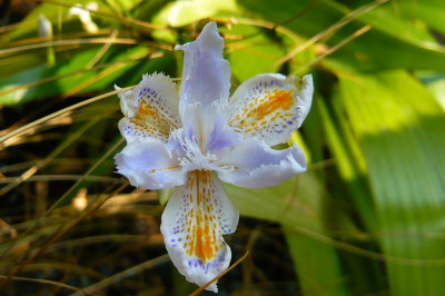 Iris Confusa (maybe japonica, can't remember!)