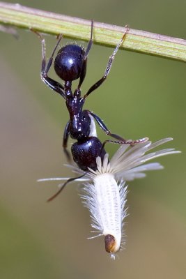 Ant's lunch.....