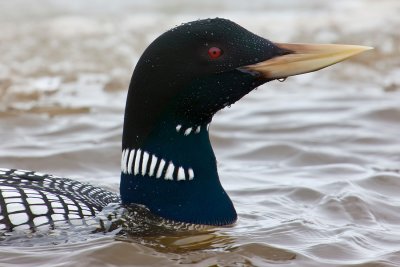 White-billed Diver, known in North America as Yellow-billed Loon (Gavia adamsii)