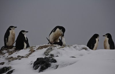 Antarctica 2007