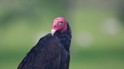 20080516-028-Osa Peninsula-Turkey Vulture.jpg