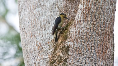 20080516-058-Osa Peninsula-Golden-naped woodpecker.jpg