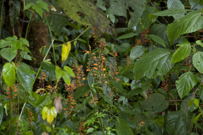 329-Costa Rica-11102009.jpg