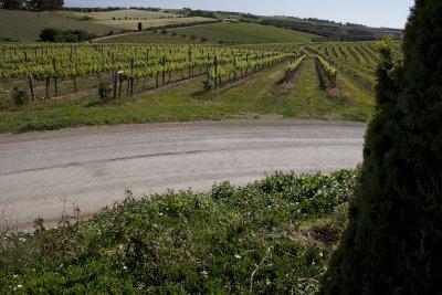 McLaren Vale Wineries