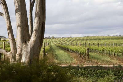 20071011_0066_Barossa-2.jpg