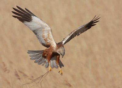 Marsh Harrier