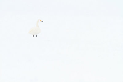 g3/58/786358/3/120524375.s2xp9XEx.jpg