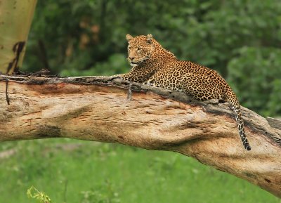 Leopard
