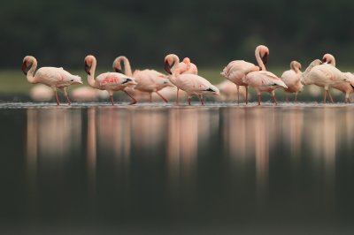 Lesser Flamingo