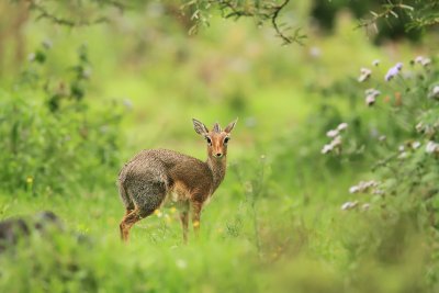 Dikdik