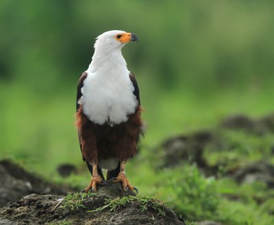 African Fish Eagle