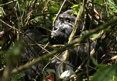 Wildlife of Uganda 2007